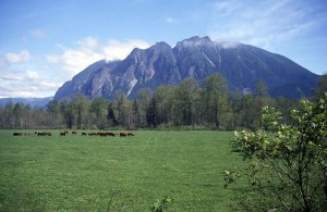 800px-Mt_si_and_meadowbrook_cows